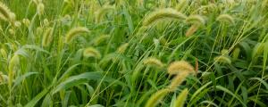 狗尾巴草是天然的猫草吗