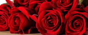 卡罗拉玫瑰花语和寓意