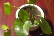 家养盆栽睡莲种植方法，固定睡莲茎梗水淹没叶子
