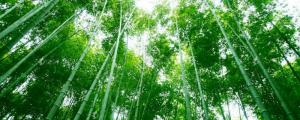 竹子的养殖方法及养护知识