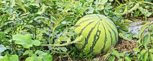西瓜子怎么种植能出芽