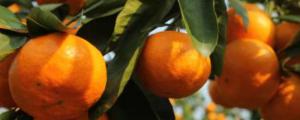 沃柑柑橘区别