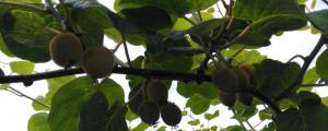 春季猕猴桃扦插繁殖方法