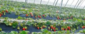 草莓种子的种植方法和时间