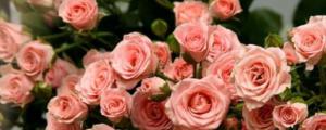 洋玫瑰花语是什么