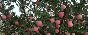 盆栽苹果怎么才能结果