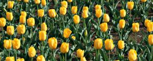 黄色郁金香的花语和寓意