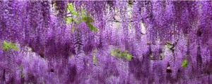 紫腾花的养植方法