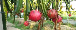 火龙果种植 盆栽方法