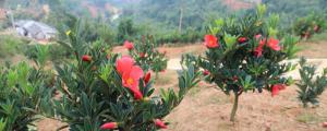 杜鹃红山茶花的养殖方法和注意事项