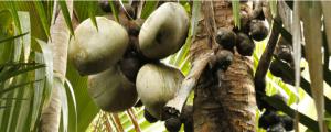 椰子傳播種子的方法