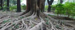 榕树的根有什么特点