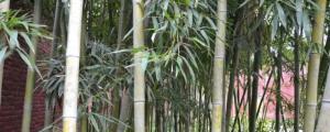 竹子种植时间和方法