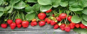 草莓种子直接种土里会发芽吗