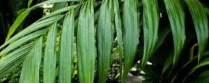 散尾葵凤尾竹的养殖方法和注意事项