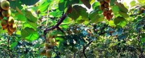 猕猴桃适合在哪些地方种植
