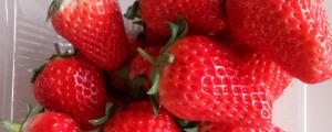甜宝草莓品种介绍