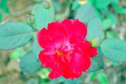 玫瑰花怎么养可以花繁叶茂，掌握五个养护技巧就能实现