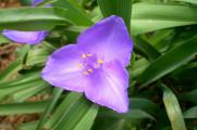 紫露草的養殖方法和注意事項，八個要點讓其花繁葉茂