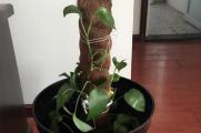 小叶绿萝可以用棕柱吗，可以/养护得当叶子还会变大