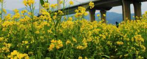 福州花海公园现在有花吗