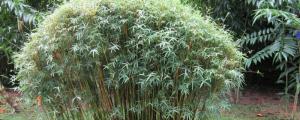 凤尾竹可以种在室外吗
