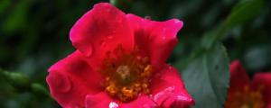 红蔷薇花语