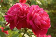 玫瑰怎么做好吃，八种最有营养的玫瑰花家常做法
