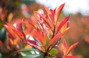 红叶石楠耐寒吗，耐寒且不同品种耐寒性不同