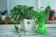 盆栽绿萝冬天怎么施肥，降低施肥频繁溶度