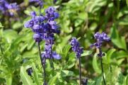 藍花鼠尾草什麼時候開花，在夏季6～8月開花