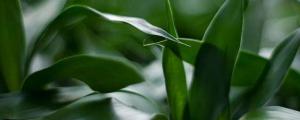 金山棕竹的养殖方法和注意事项