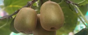 猕猴桃籽能种出来吗