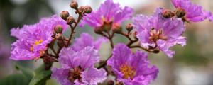 大花紫薇花语是什么