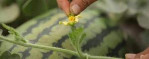 西瓜开花后需要什么条件才能结果