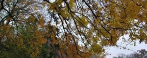 黄连木是常绿还是落叶