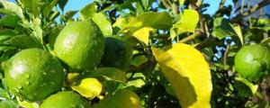 香水柠檬树的养殖方法和注意事项