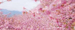 日本樱花季节