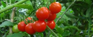 种西红柿需要注意什么