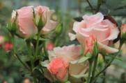 玫瑰苗怎么种，玫瑰花苗种植成活的4大步骤