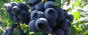 蓝莓种植一亩的成本
