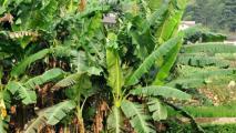 香蕉树怎么种植