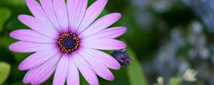紫雏菊的花语是什么