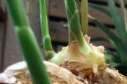 盆栽生姜如何才能高产，腐殖土栽培饼肥并保持湿润