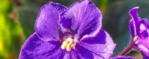 紫罗兰花有毒吗可以在家养吗