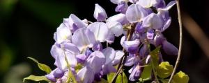 紫藤花的寓意和象征