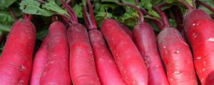 水萝卜的种植方法和时间