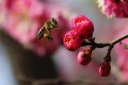 红梅花树种植技术，四个要点教你种好红梅