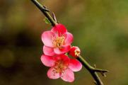 梅花在户外越冬的品种，粉红梅美人梅可安全越冬