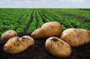 种植马铃薯技术，5大要点种植出优质的马铃薯